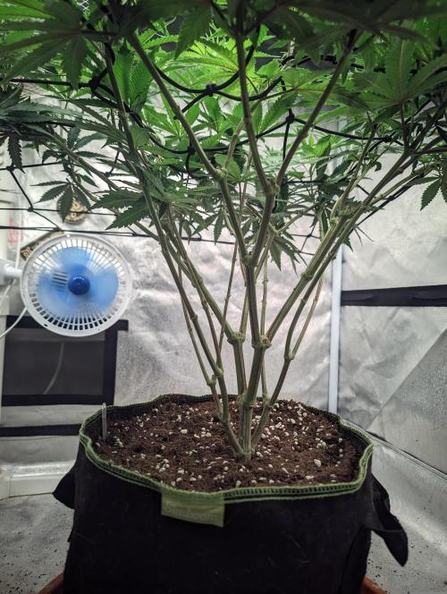 14/14 CRITICAL FEM "GB STRAINS". Week 14