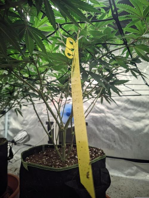 14/14 CRITICAL FEM "GB STRAINS". Week 14