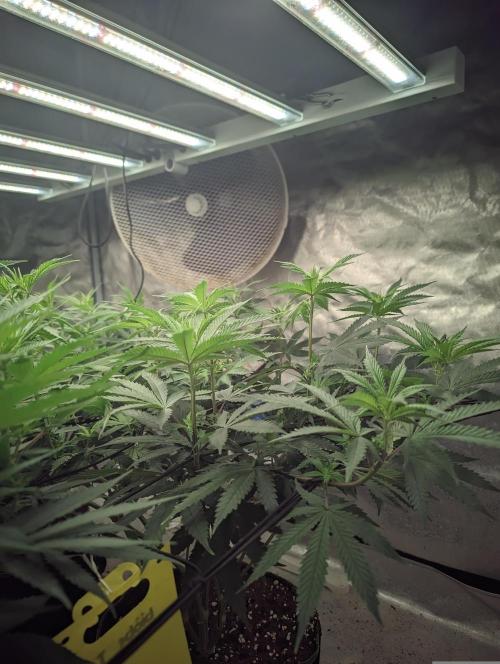 14/14 CRITICAL FEM "GB STRAINS". Week 14