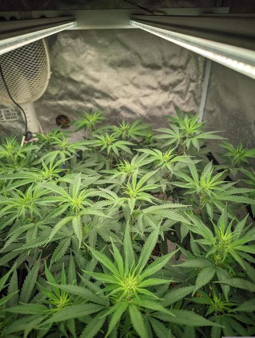 14/14 CRITICAL FEM "GB STRAINS". Week 14