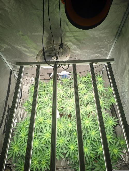 14/14 CRITICAL FEM "GB STRAINS". Week 14