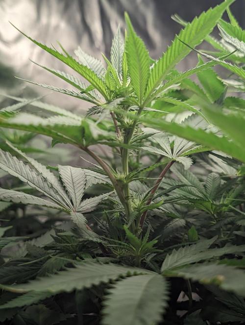 14/14 Oreoz FEM "GB SEEDS". Week 15