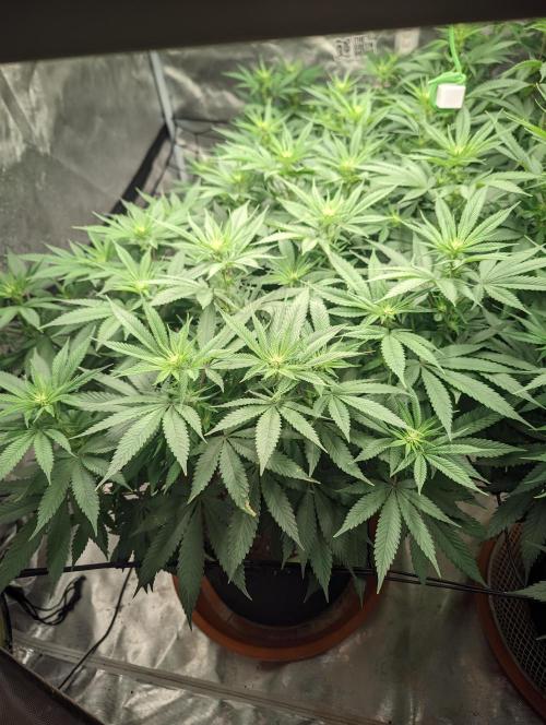 14/14 Oreoz FEM "GB SEEDS". Week 15