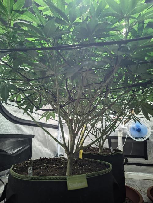 14/14 Oreoz FEM "GB SEEDS". Week 15