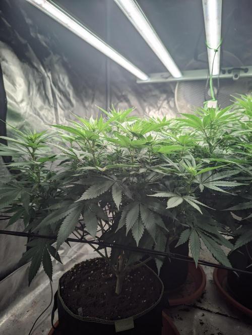 14/14 Oreoz FEM "GB SEEDS". Week 15