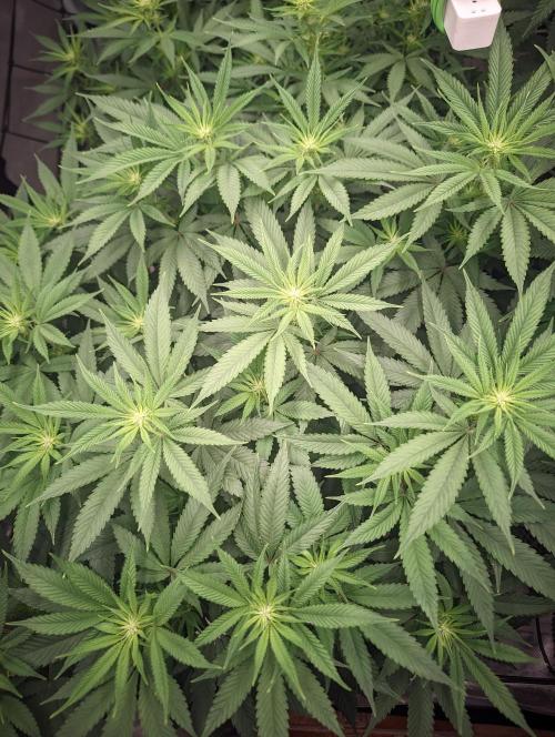 Oreoz. Week 15