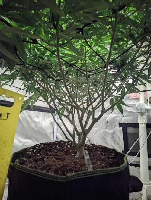 14/14 CRITICAL FEM "GB STRAINS". Week 15