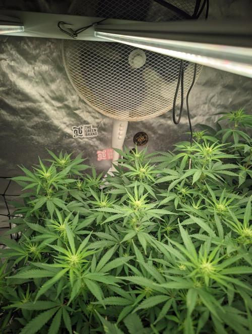 14/14 CRITICAL FEM "GB STRAINS". Week 15
