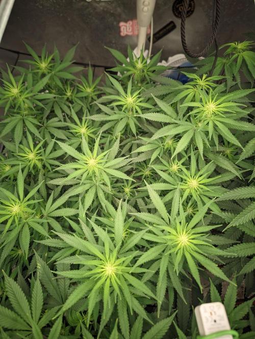 14/14 CRITICAL FEM "GB STRAINS". Week 15