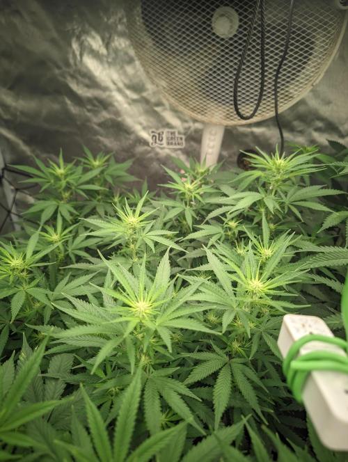 14/14 CRITICAL FEM "GB STRAINS". Week 15