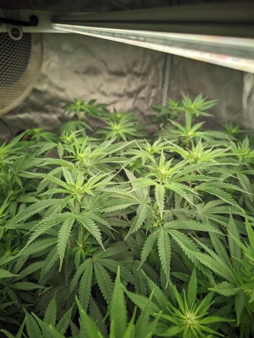 14/14 Kritical GB FEM "GB STRAINS". Week 15