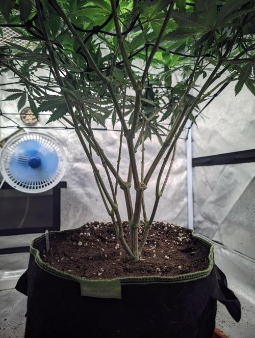 14/14 Kritical GB FEM "GB STRAINS". Week 15