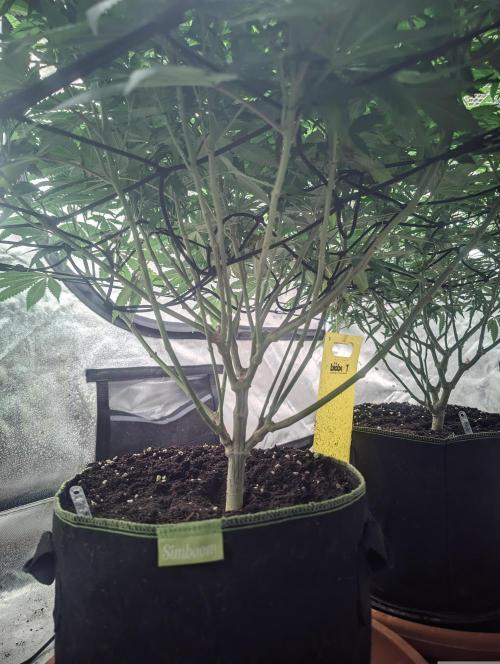 14/14 Oreoz FEM "GB SEEDS". Week 16