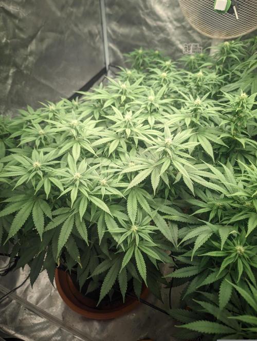 14/14 Oreoz FEM "GB SEEDS". Week 16