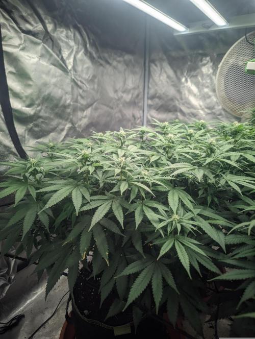 14/14 Oreoz FEM "GB SEEDS". Week 16