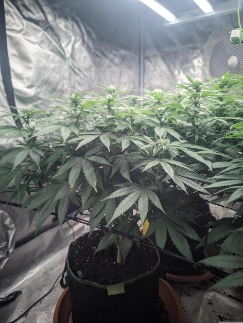 14/14 Oreoz FEM "GB SEEDS". Week 16