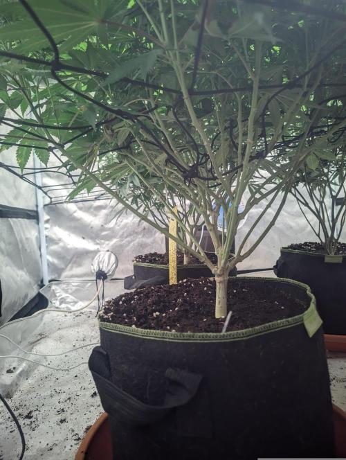 14/14 Oreoz FEM "GB SEEDS". Week 16