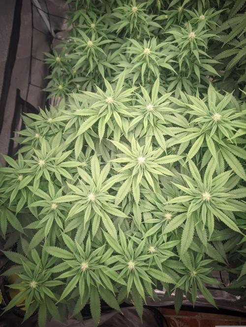 14/14 Oreoz FEM "GB SEEDS". Week 16