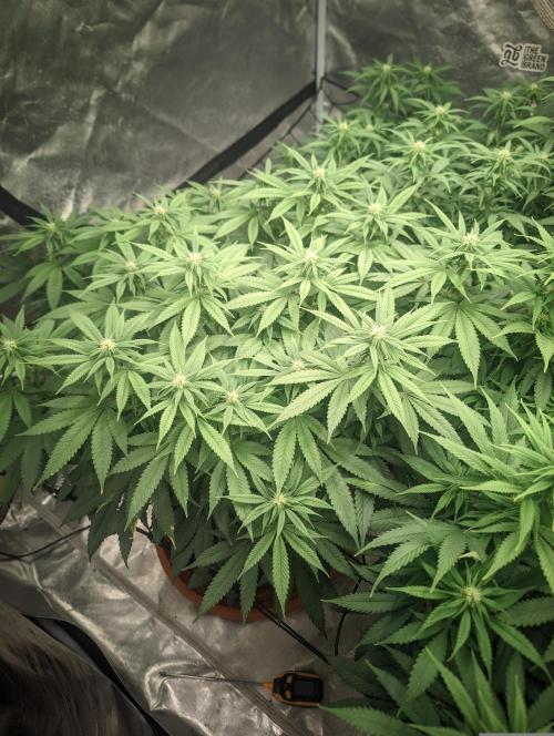 14/14 Oreoz FEM "GB SEEDS". Week 16