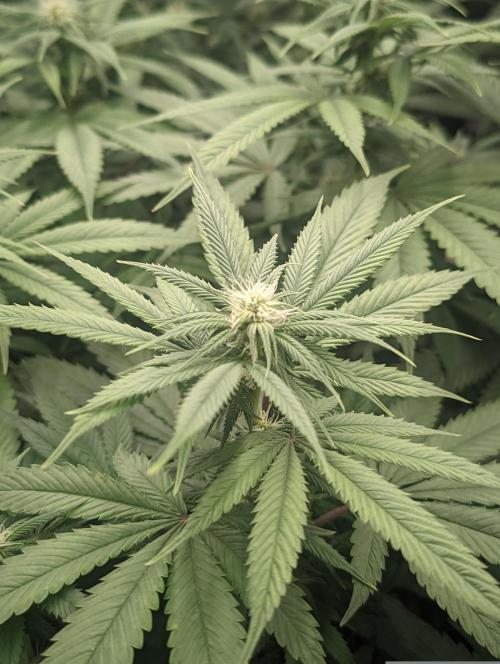 14/14 Oreoz FEM "GB SEEDS". Week 16