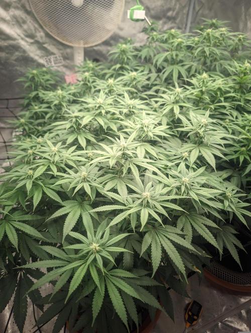 Oreoz. Week 16