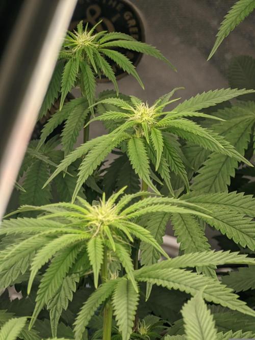 14/14 CRITICAL FEM "GB STRAINS". Week 16