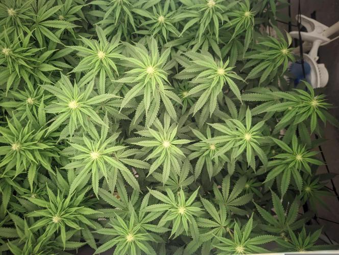 14/14 CRITICAL FEM "GB STRAINS". Week 16