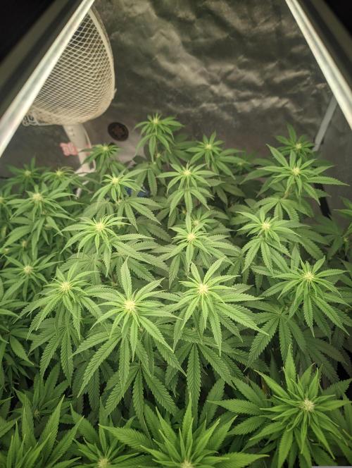 14/14 CRITICAL FEM "GB STRAINS". Week 16