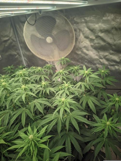 14/14 CRITICAL FEM "GB STRAINS". Week 16