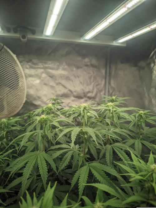 14/14 CRITICAL FEM "GB STRAINS". Week 16