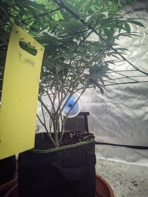 14/14 CRITICAL FEM "GB STRAINS". Week 16