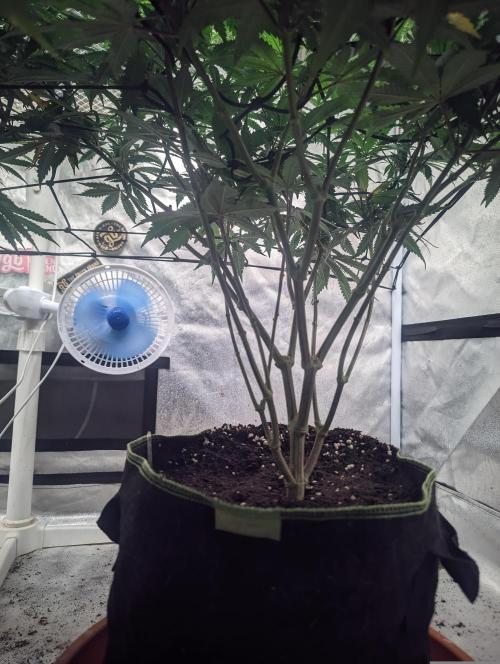 14/14 CRITICAL FEM "GB STRAINS". Week 16