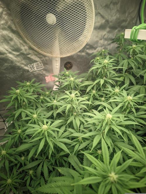 14/14 Kritical GB FEM "GB STRAINS". Week 16