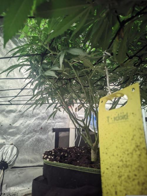 14/14 Kritical GB FEM "GB STRAINS". Week 16