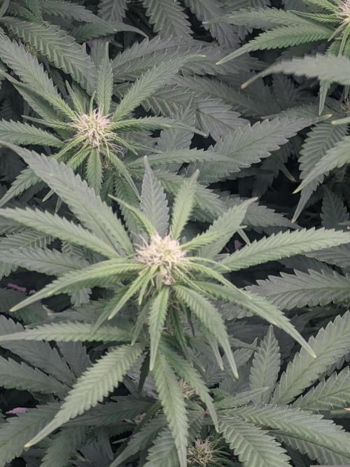 14/14 Kritical GB FEM "GB STRAINS". Week 16