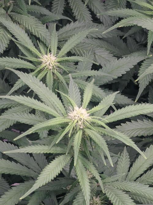14/14 Kritical GB FEM "GB STRAINS". Week 16