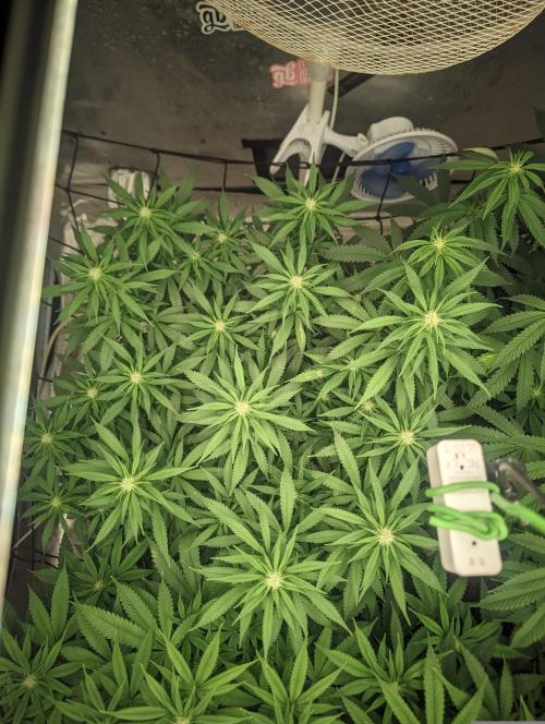 14/14 Kritical GB FEM "GB STRAINS". Week 16