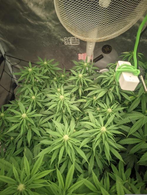 Kritical . Week 16