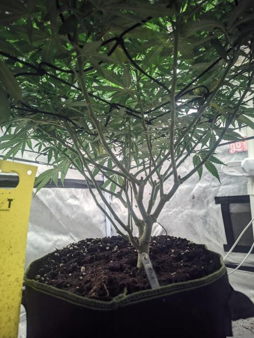 14/14 Kritical GB FEM "GB STRAINS". Week 16