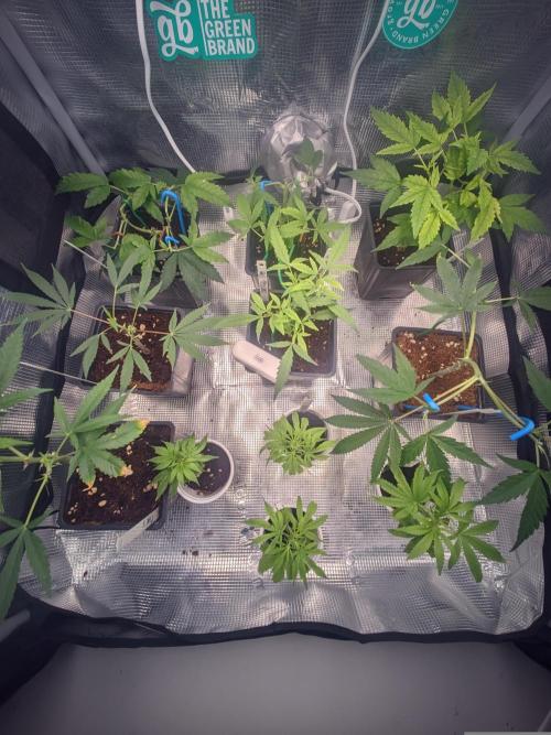 💚Carpa de esquejes y sus cuidados 💚. Week 1