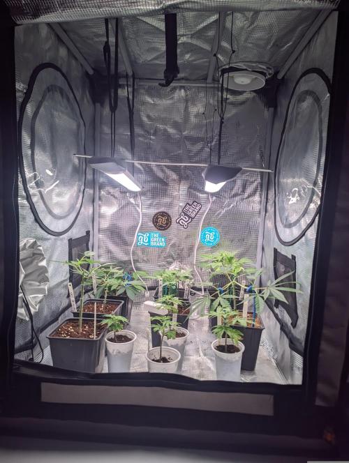 💚Carpa de esquejes y sus cuidados 💚. Week 1