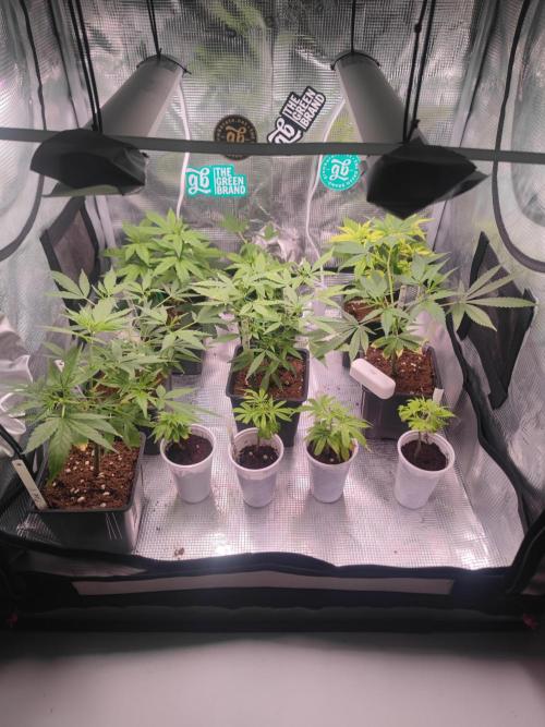 💚Carpa de esquejes y sus cuidados 💚. Week 1