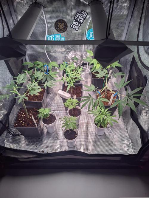 💚Carpa de esquejes y sus cuidados 💚. Week 1