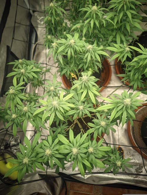 14/14 Oreoz FEM "GB SEEDS". Week 16