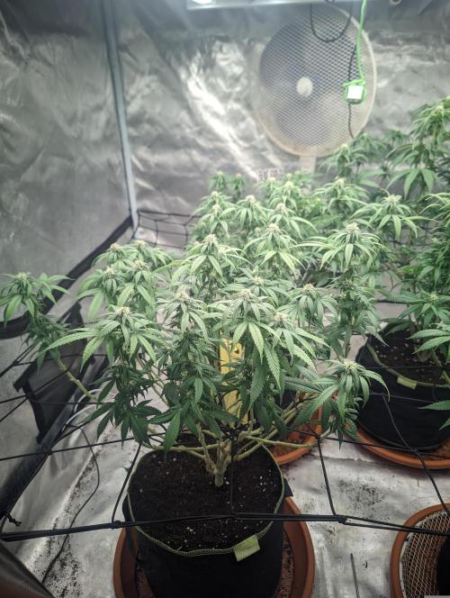 14/14 Oreoz FEM "GB SEEDS". Week 16