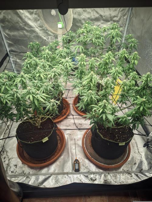 14/14 Oreoz FEM "GB SEEDS". Week 16