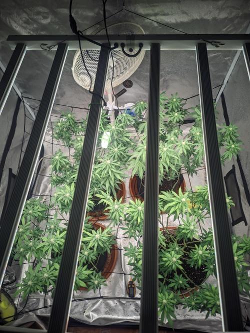 Oreoz. Week 16