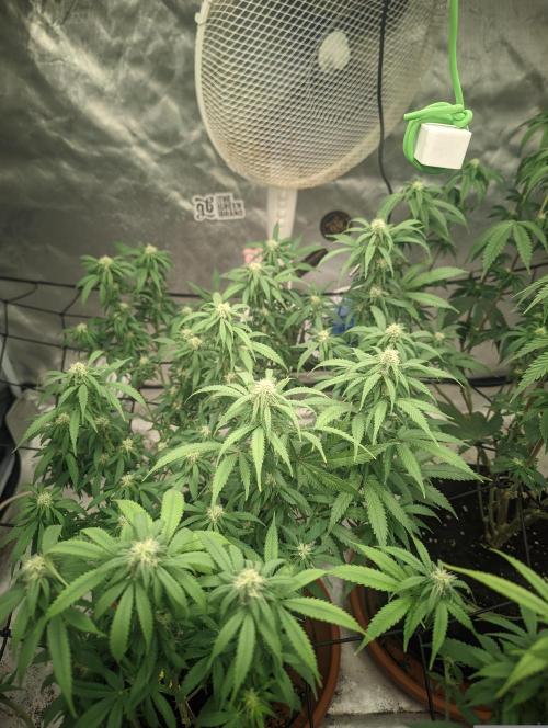 14/14 Kritical GB FEM "GB STRAINS". Week 16