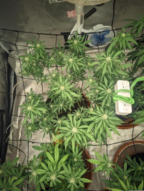 14/14 Kritical GB FEM "GB STRAINS". Week 16