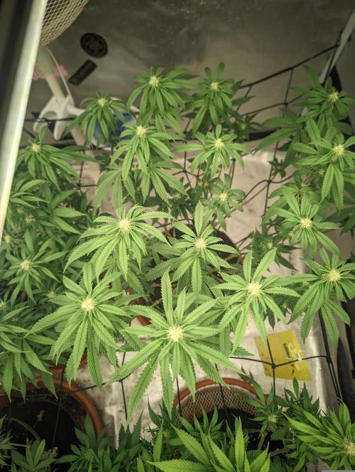 14/14 CRITICAL FEM "GB STRAINS". Week 16